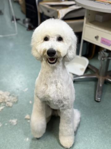 不明(大型） ココ