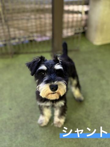 ミニチュア・シュナウザー シャント