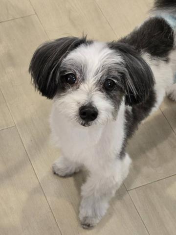 MIX(小型） ロッタ