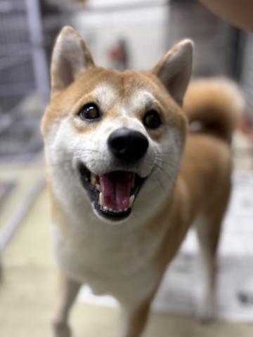 柴犬 ヒカル