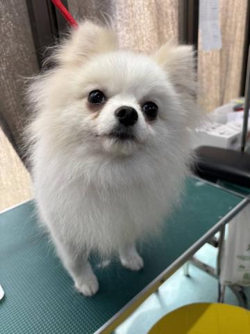 ポメラニアン ポポロン