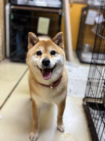 柴犬 べにたま