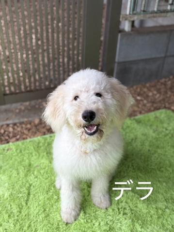 不明(大型） デラ