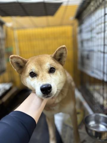 柴犬 サヤ