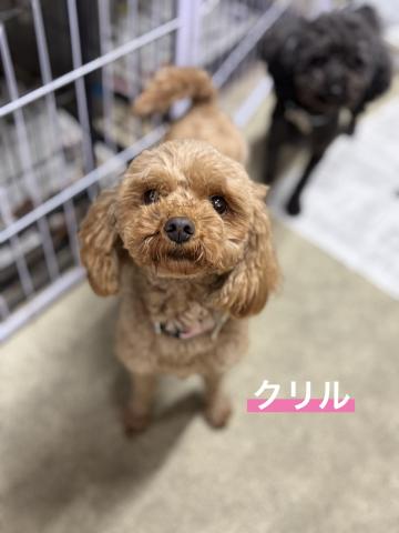 トイ・プードル クリル