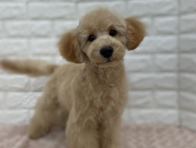 トイ・プードル ぷうた