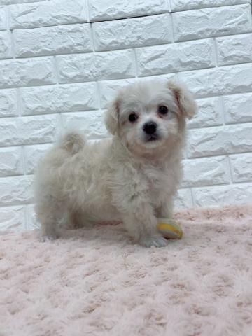 MIX(小型） リッツ