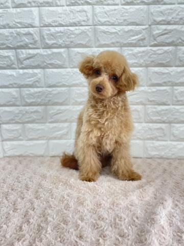 MIX(小型） ラキ