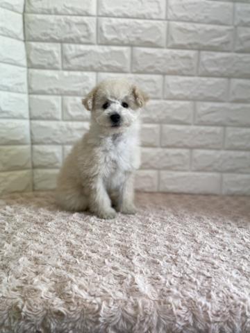 トイ・プードル ホイップ