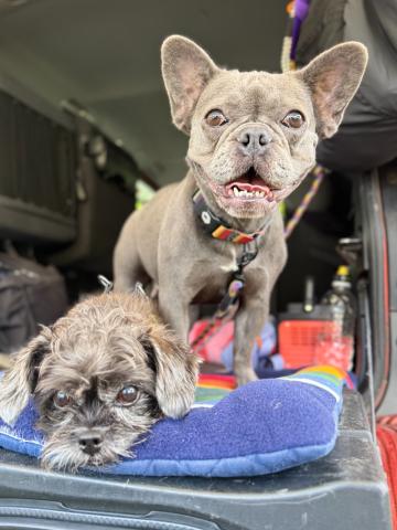 フレンチ・ブルドッグ フー子２２７号