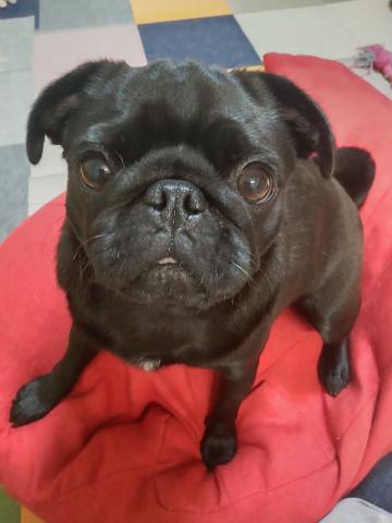 パグ ひよ子２５３号