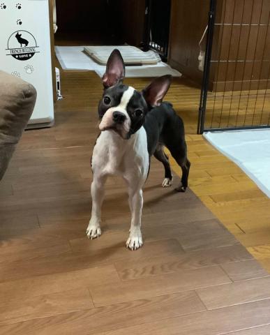 ボストン・テリア マル子５２号