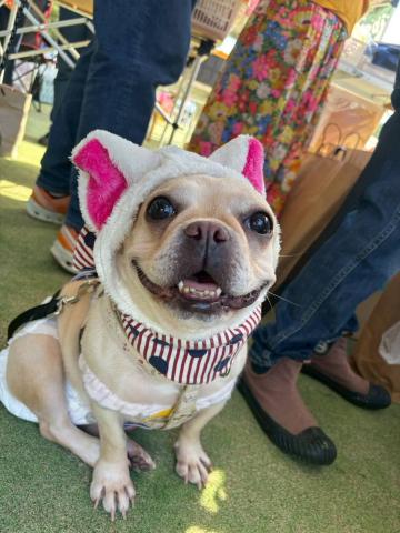 フレンチ・ブルドッグ フー子２２４号