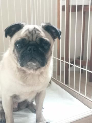 パグ ひよ子２５１号