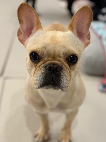 フレンチ・ブルドッグ フー子２３０号