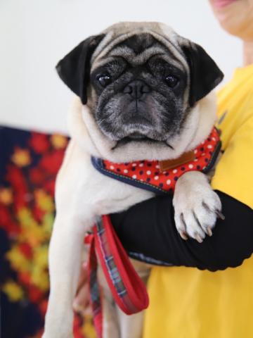 パグ ひよ吉２４８号