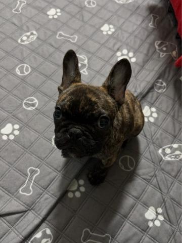 フレンチ・ブルドッグ 【里親決定】フレ吉１６２号