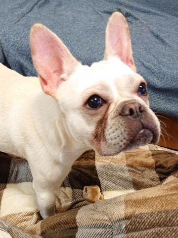 フレンチ・ブルドッグ フレ吉１６３号
