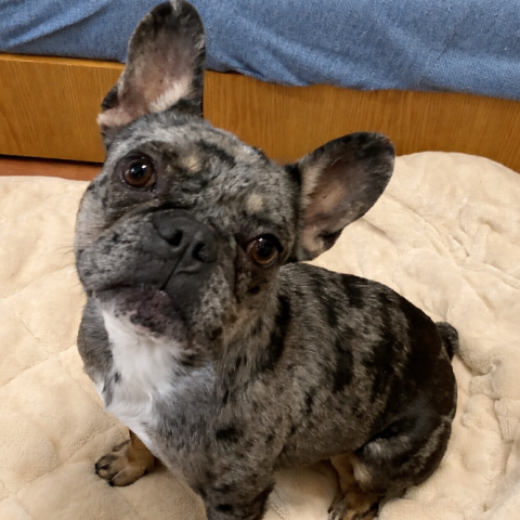 フレンチ・ブルドッグ 【募集停止】フー子２３１号