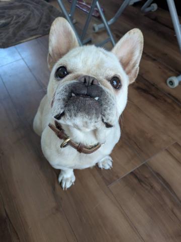 フレンチ・ブルドッグ 【募集停止】フー子２２９号