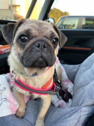 パグ 【募集停止】ひよ子２５４号