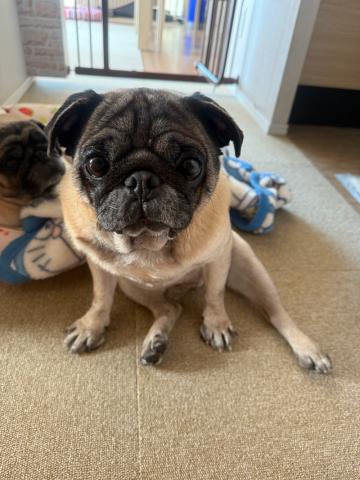 パグ ひよ吉２５０号