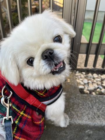 ペキニーズ ぺきみ２５号