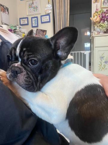 フレンチ・ブルドッグ フー子２３３号