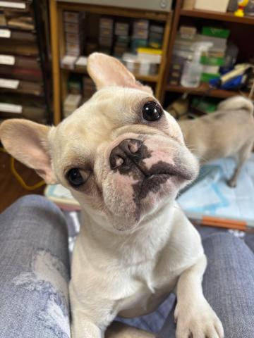 フレンチ・ブルドッグ フレ吉１６５号