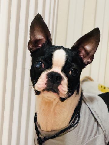 ボストン・テリア マル子５３号