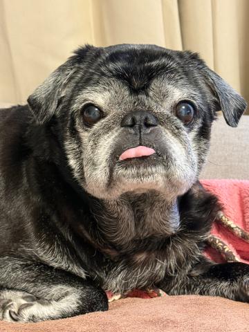 パグ ひよ吉２５１号