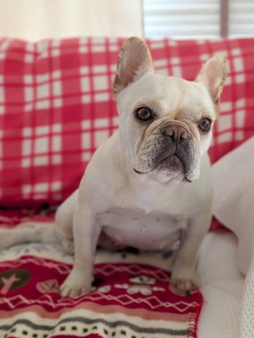 フレンチ・ブルドッグ フー子２３５号