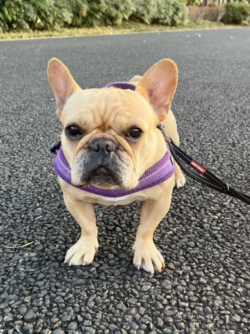 フレンチ・ブルドッグ フー子２３４号