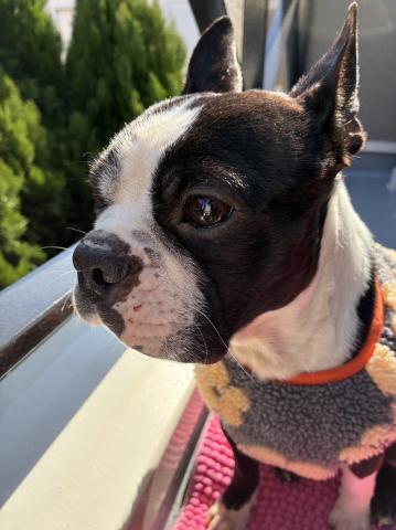 ボストン・テリア ボス丸２５号