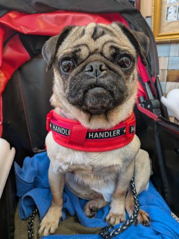 パグ ひよ子２５７号