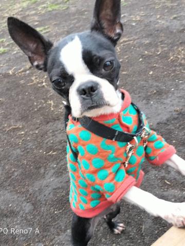 ボストン・テリア マル子５４号