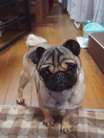 パグ ひよ子２５９号