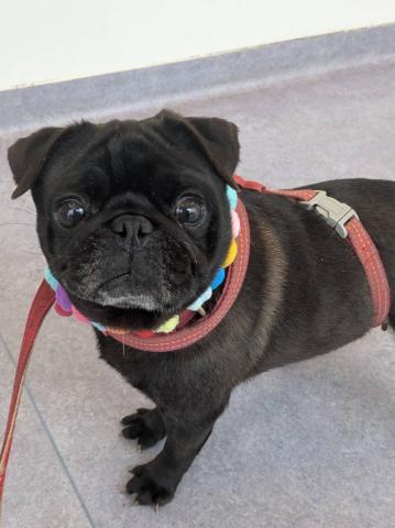 パグ ひよ子２５８号