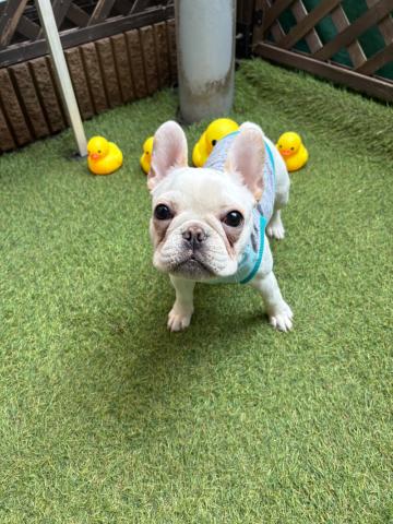 フレンチ・ブルドッグ フレ吉１６７号