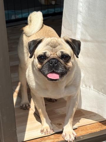 パグ ひよ子２６１号