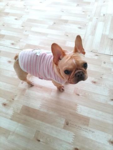 フレンチ・ブルドッグ フー子２３７号