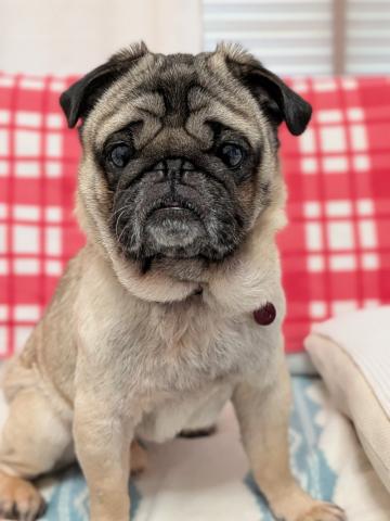 パグ ひよ吉２５２号