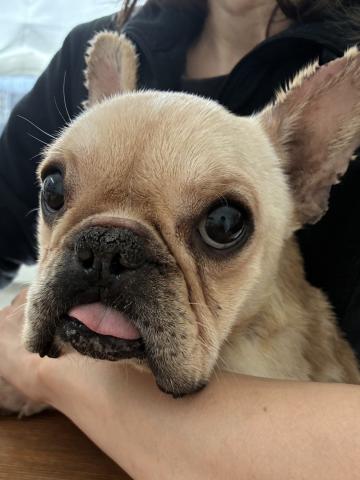 フレンチ・ブルドッグ フレ吉１６８号