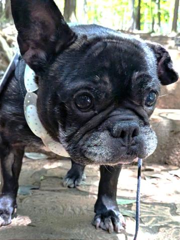 フレンチ・ブルドッグ フー子２３８号