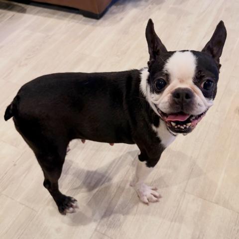 ボストン・テリア Bebe(べべ)