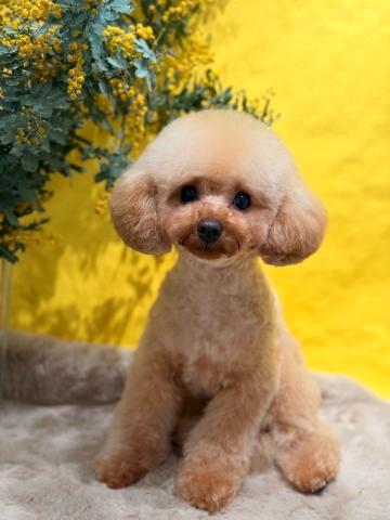 トイ・プードル アーサー